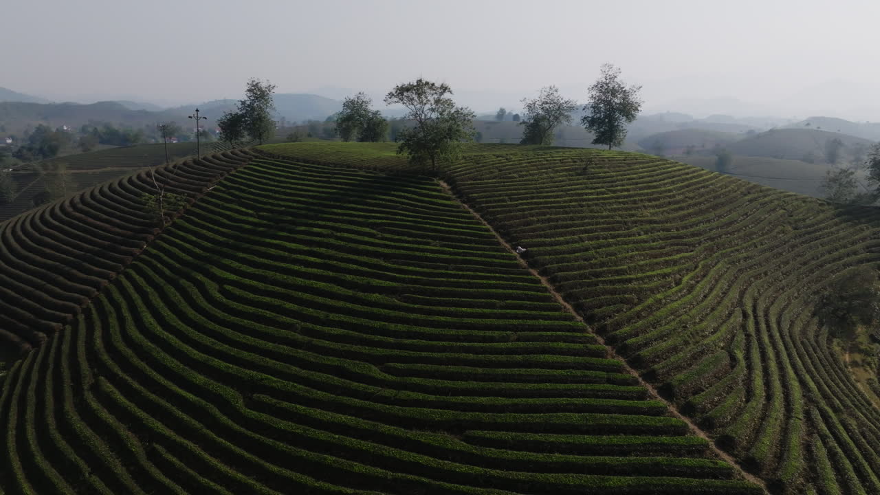 Ripresa aerea con drone sopra filari di tè a terrazza con alberi di crinale e una leggera foschia sullo sfondo, piantagione di tè di Long Coc, Phu Tho, Vietnam.
