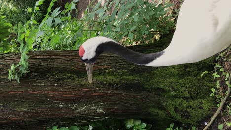 The-red-crowned-crane,-also-called-the-Manchurian-crane-or-Japanese-crane,-it-is-known-as-a-symbol-of-luck,-longevity,-and-fidelity