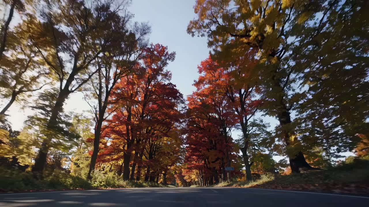 A low-angle video captures a scenic autumn road lined with vibrant trees, emphasizing the colorful