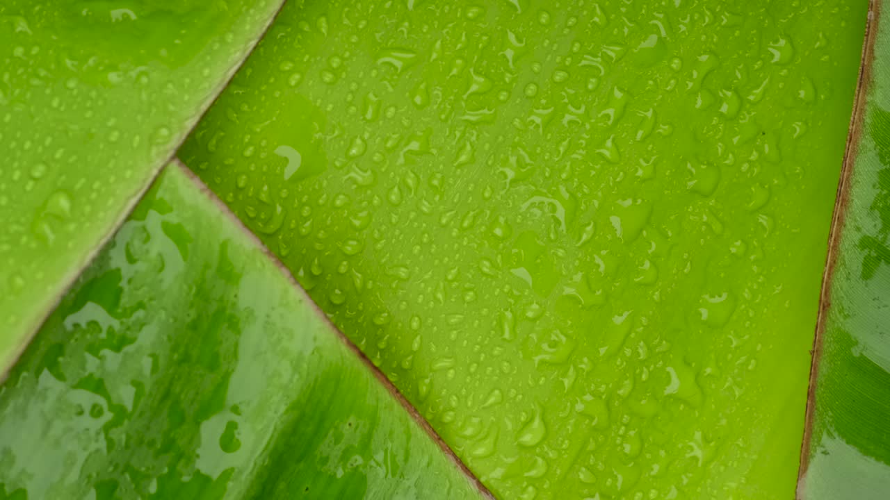 녹색 바나나 잎의 표면을 회전