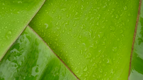 rotación de la superficie de las hojas de plátano verde
