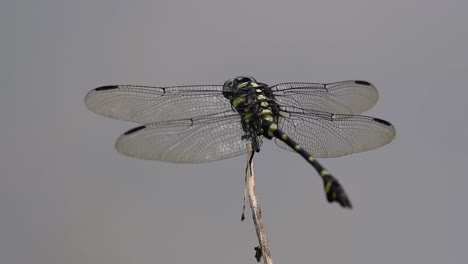 la libélula de cola de brida común se ve comúnmente en tailandia y asia