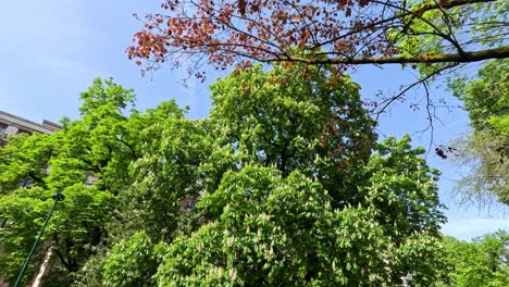 trees, benches, and cafe in milan park