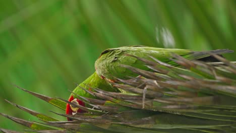 red-headed parrot hiding in palm leaves, psittacara mitratus in lima, peru