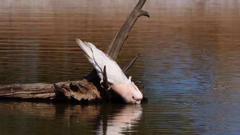 A-Major-Mitchell-cockatoo-sits-on-a-branch-and-drinks-from-a-pond