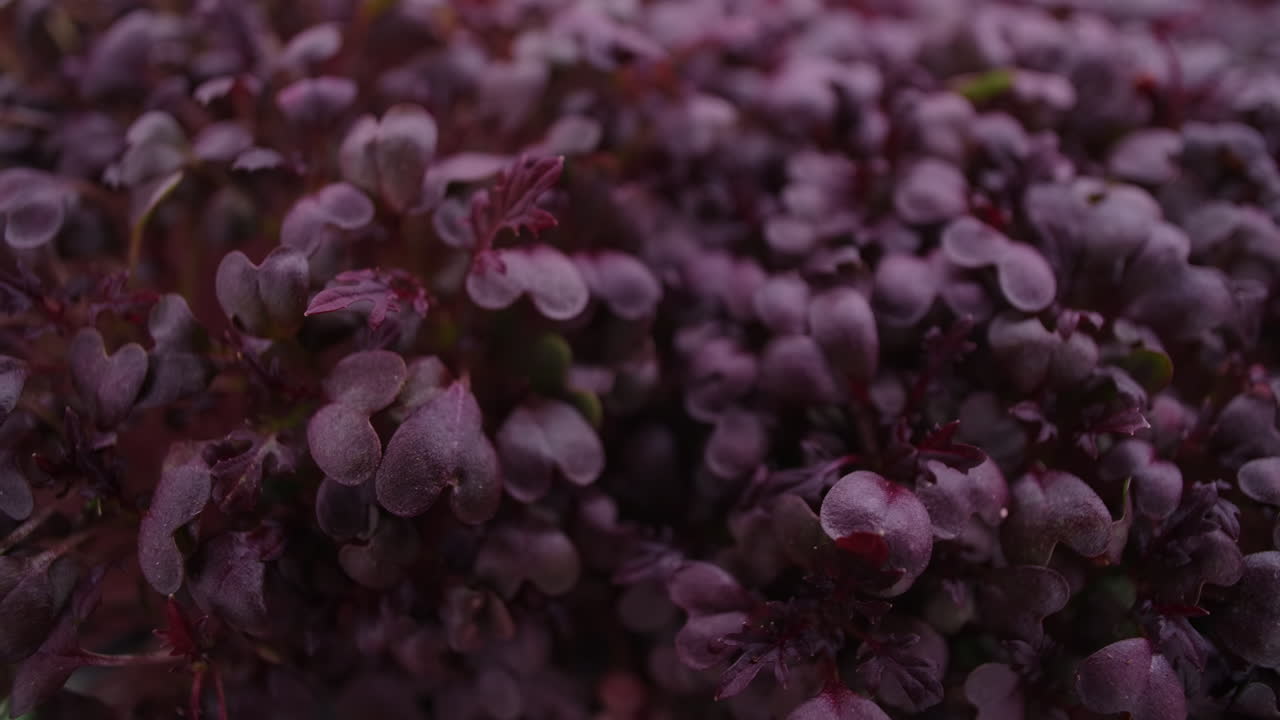 Close-up of Purple Microgreens