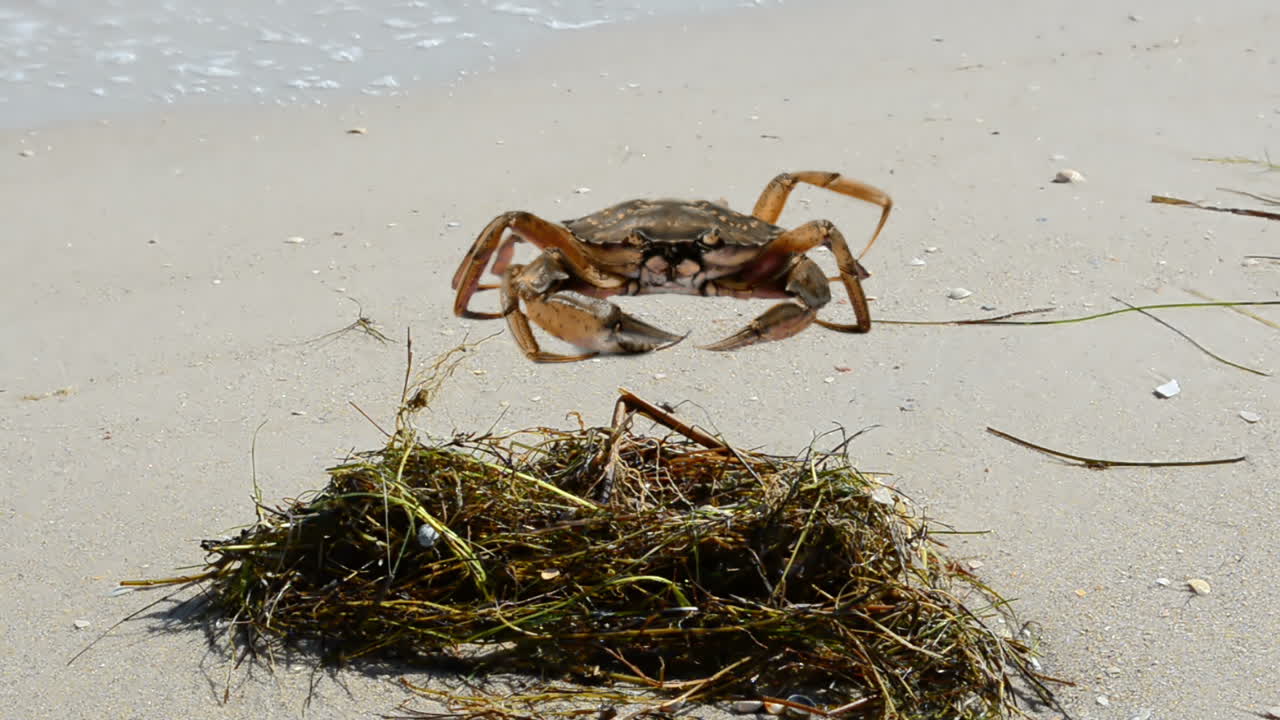 Krabbe på stranden. Fotografering på stranden.