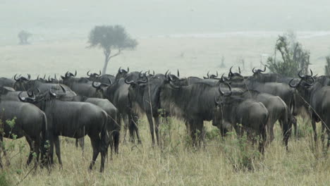 manada de ñus en la sabana africana durante las fuertes lluvias