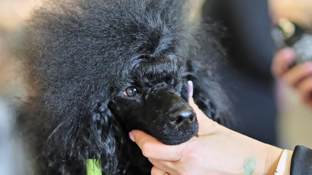 Black Poodle at a Dog Show