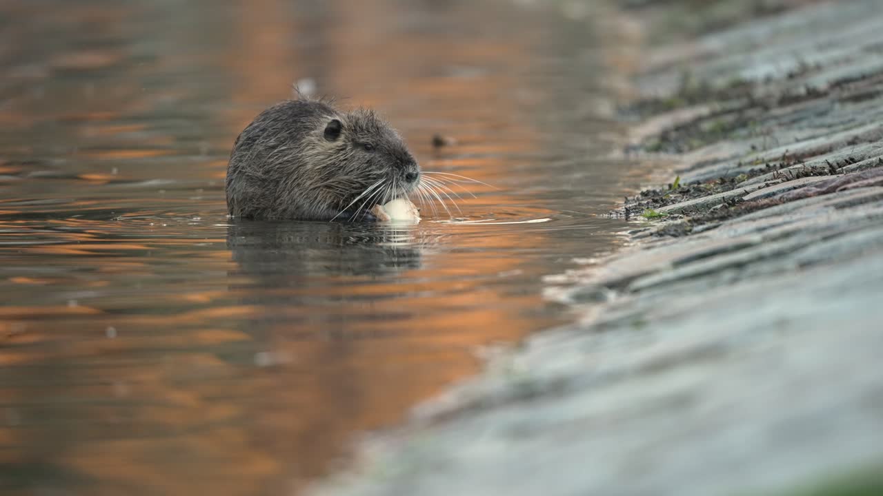 영화 같은 클로즈업, 얕은 물에서 먹는 귀여운 코이푸 뉴트리아