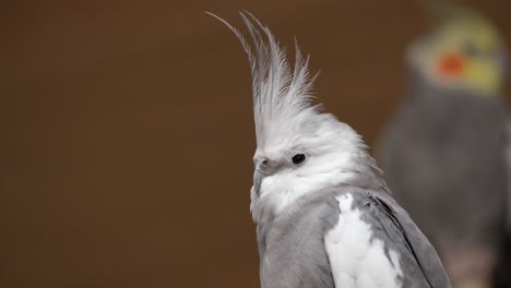 close up of whiteface cockatiel in its habitat