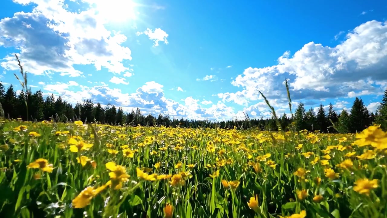 Uno splendido campo di fiori giallo brillante sotto un cielo azzurro limpido con nuvole soffici, che cattura l'essenza di una bella giornata di sole nell'abbraccio della natura