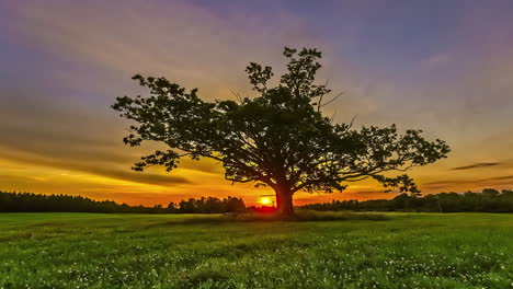 Atemberaubender-Sonnenaufgang-Im-Zeitraffer-Hinter-Einem-Isolierten-Baum-In-Ländlicher-Landschaft