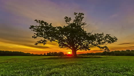 impresionante lapso de tiempo del amanecer detrás de un árbol aislado en un paisaje rural