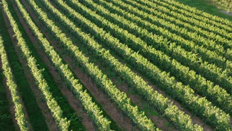 Flight above grape vineyard