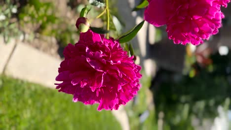 peony flowers in the summer garden - vertical orientation