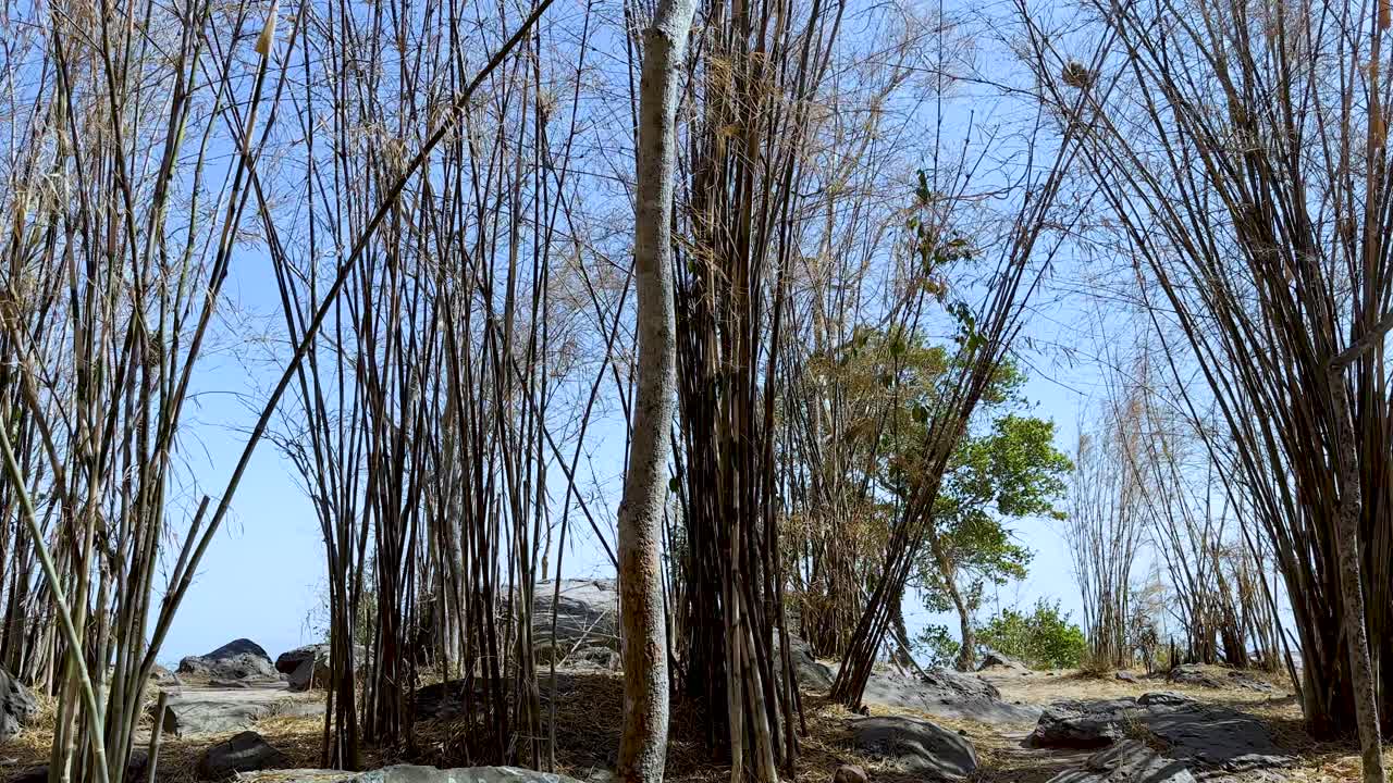 Daylight camera pan through tall bamboo grove on rocky hilltop with clear sky