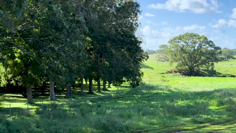 camera glides smoothly across a sunlit, grassy field bordered by trees on a rural australian farm, revealing open landscape and clear blue sky