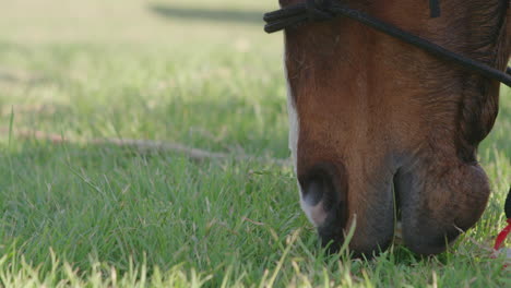 Horse-eating-green-grass-with-mouth,-close-up