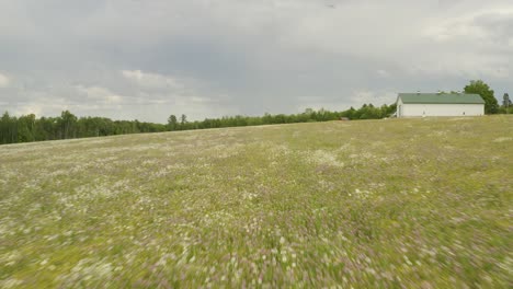 volando sobre flores silvestres en la pradera, aumentando el vuelo aéreo