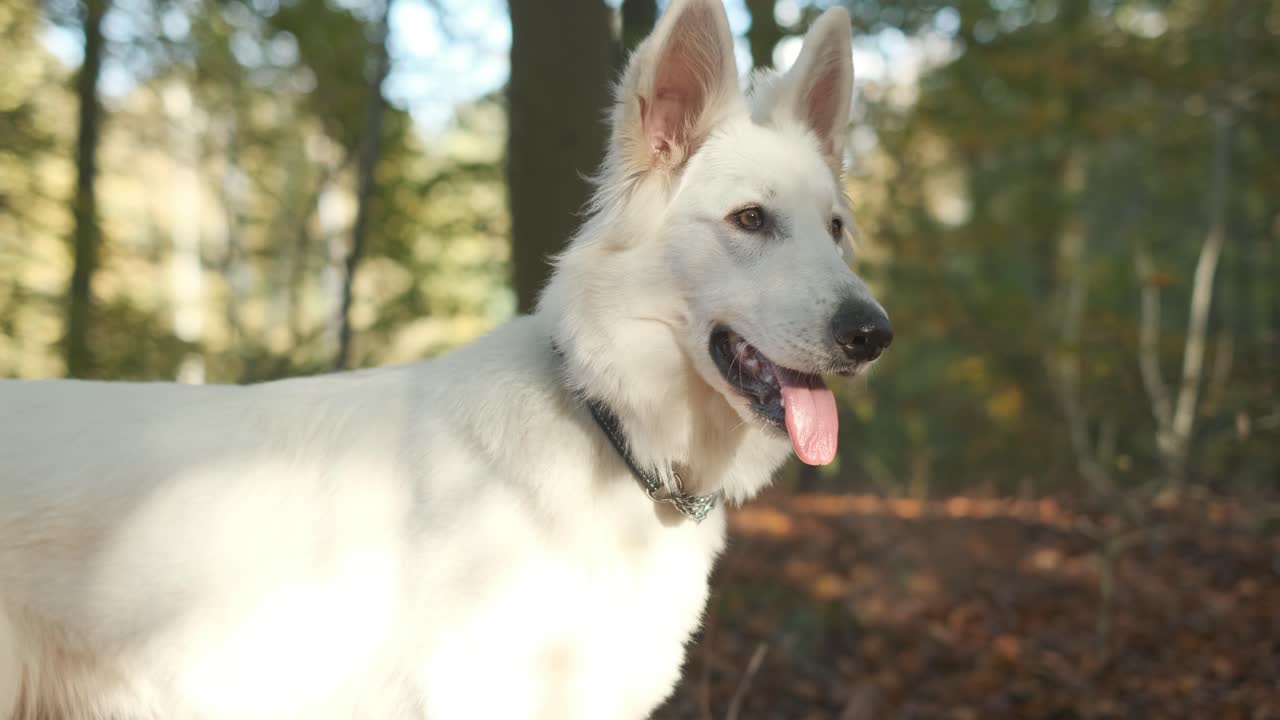 tiro en órbita de un suisse berger blanc en un bosque en otoño