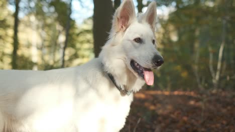 orbiting shot of a suisse berger blanc in a forest in autumn