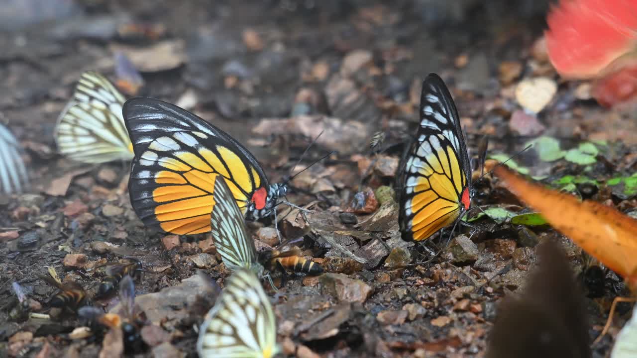 오렌지 갈매기 cepora iudith, 유리 호랑이 parantica aglea, 일반적인 신천옹 appias albina, kaeng krachan 국립 공원, 유네스코 세계 문화 유산, 태국