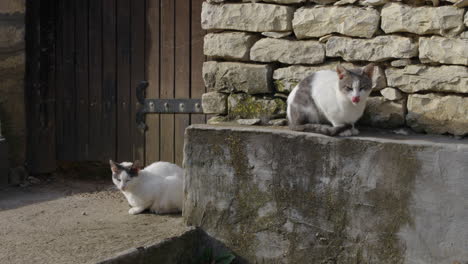 2 cats sitting stone wall