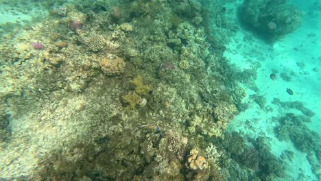 Meer-Oder-Ozean-Unterwasserkorallenriff