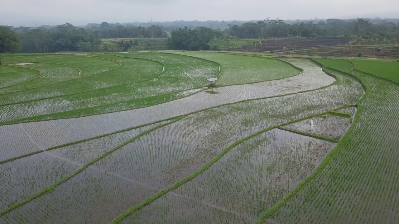 Ripresa con drone in orbita di risaia allagata con giovani piante di riso e un bellissimo motivo sotto un cielo nuvoloso
