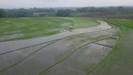 toma de un dron en órbita de un campo de arroz inundado con una planta de arroz joven con un patrón hermoso en un cielo nublado