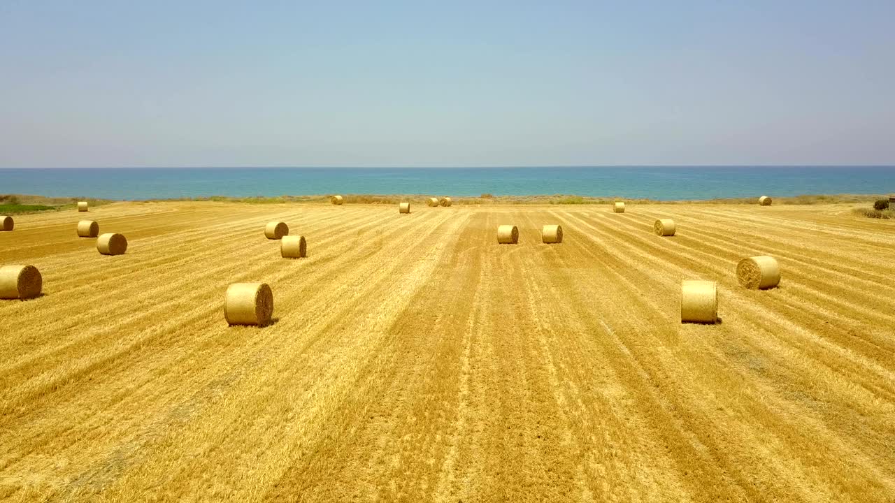 Yuvarlak saman balyalarıyla sarı tarla. Hasat