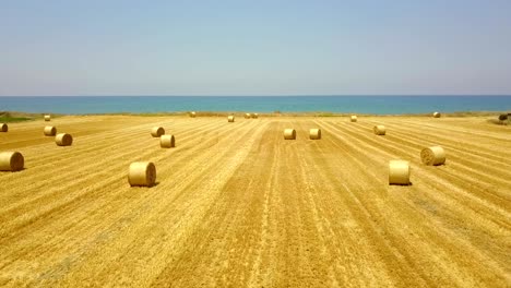 yellow field with round sheaves of hay. harvest