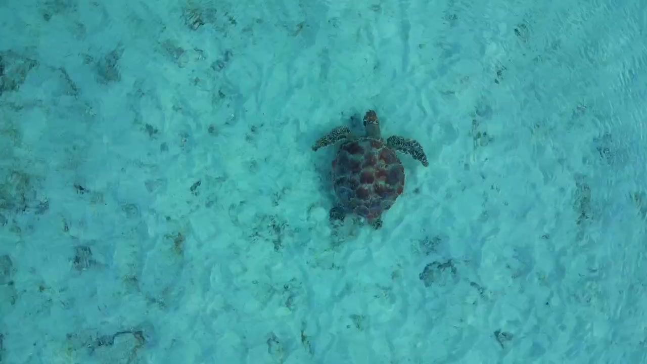 Sea turtle swimming over a sandy seabed in clear turquoise water and searching for food. Tremendous aerial view vertical bird's eye view drone