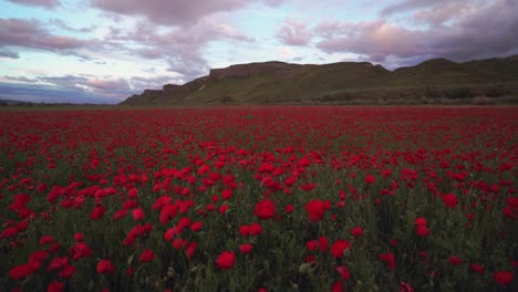 campo de amapolas meciéndose con el viento en un día de primavera en españa madrid