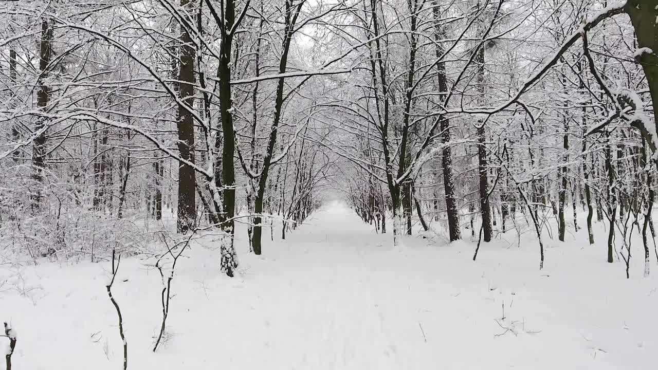 눈 속의 겨울 숲