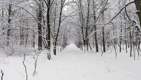 bosque de invierno en la nieve