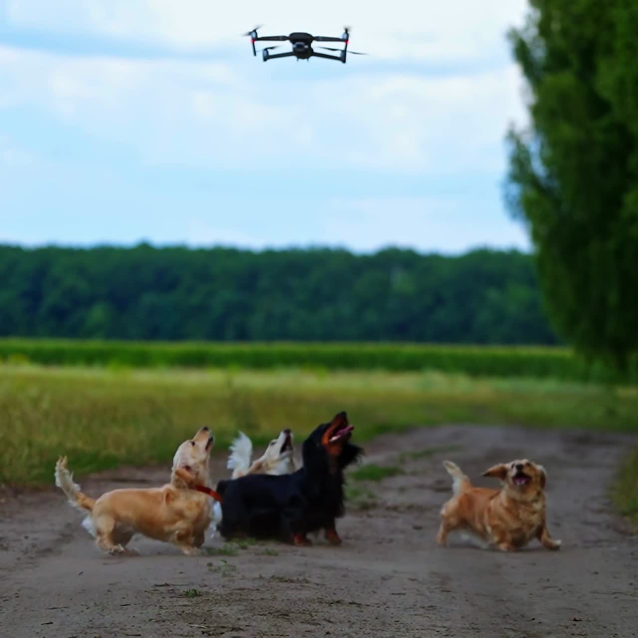 Drone flying over dogs