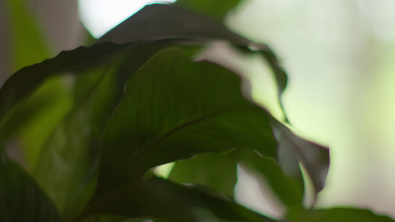 평화의 릴리 (peace lily) 의 잎에 가까이 집에서 라운지에서 houseplant