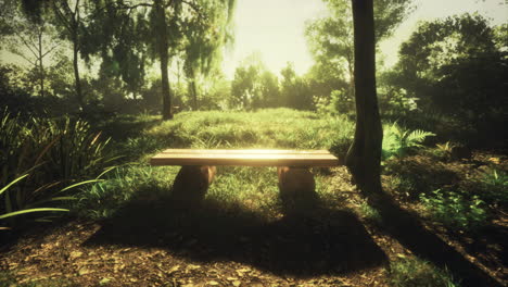 sunlit wooden bench in a serene forest clearing during golden hour