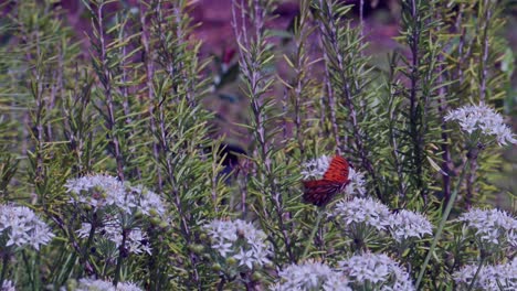 A Gulf fritillary butterfly feeds on delicate chive blossoms with rosemary plants in the background on a sunny day