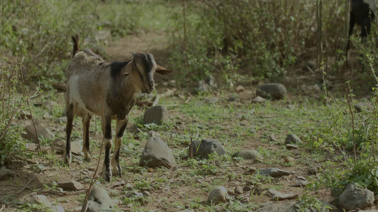 A small goat is grazing close up
