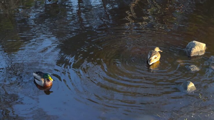 Two Mallard ducks swimming and floating in river water creating small water ripples and waves by moving in the reflective dark brown river water.
Sun is shining and some rocks are in the river.