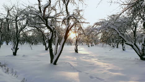 Luftbild-Eines-Winterwaldes.-Beim-Flug-über-Die-Verschneiten-Wälder-Geht-Die-Sonne-Orange-über-Den-Weißen-Bäumen-Unter.-Frostiger-Morgen.-Winterlandschaft