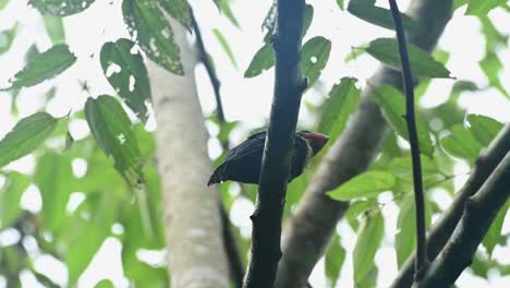 Dusky-Broadbill,-Corydon-Sumatranus,-Unesco-Welterbe,-Nationalpark-Kaeng-Krachan,-Thailand