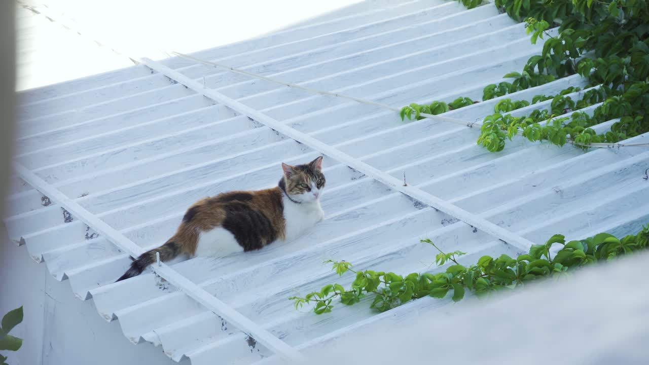 Cute cat relaxing on white roof in the shadow and looks curious