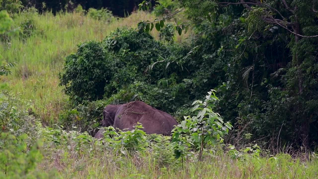 los elefantes asiáticos son especies en peligro de extinción y también son residentes de tailandia