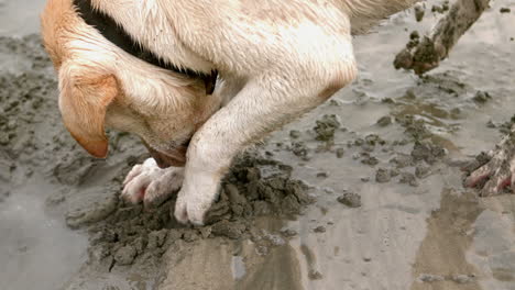 cute dog digging in the sand