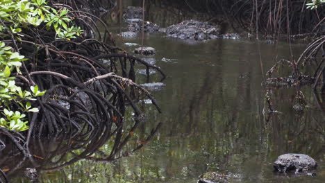 Jungle-river-flowing-around-mangrove-tree-root-thickets,-Zanzibar