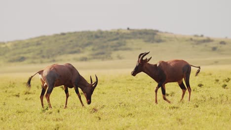topi luchando en la lucha, animales chocando cuernos y cuernos, golpeando y golpeando cabezas en el comportamiento animal territorial, comportamiento increíble en maasai mara, kenia, áfrica